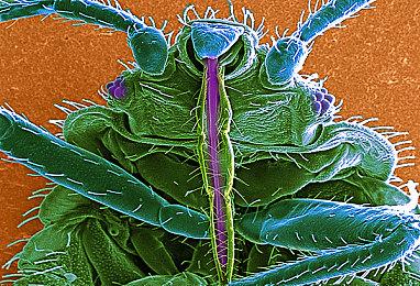 SFC《地球冒险2》游戏包装盒在eBay拍出天价